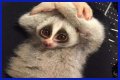 These 9 Adorable Animals Should Actually Terrify You